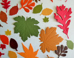 Autumn Leaf Paper Die Cuts