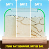 Kids Ant Farm Kit