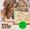 Kids Ant Farm Kit