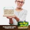 Kids Ant Farm Kit
