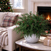 Artificial Norfolk Pine Stem