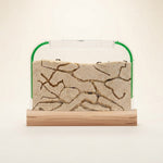 Kids Ant Farm Kit