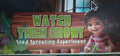 Watch Then Grow! Seed Sprouting Experiment
